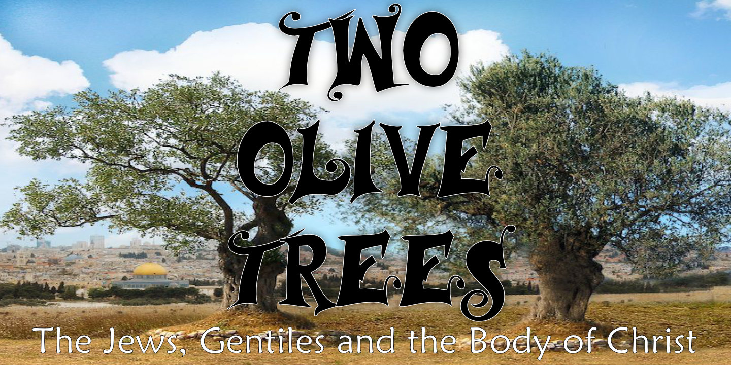 two olive trees